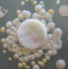 The auxotrophic S. aureus strain requires growth factor in the culture medium